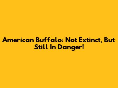 American Buffalo: Not Extinct, But Still In Danger!
