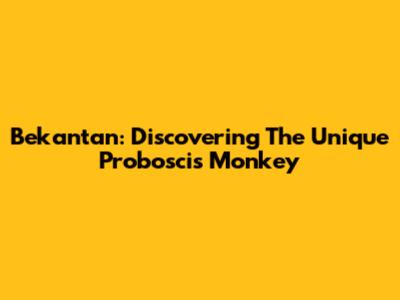 Bekantan: Discovering The Unique Proboscis Monkey