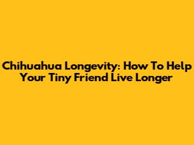 Chihuahua Longevity: How To Help Your Tiny Friend Live Longer