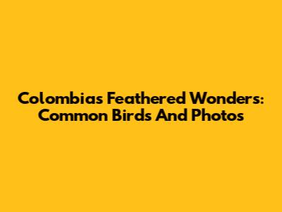Colombia's Feathered Wonders: Common Birds And Photos