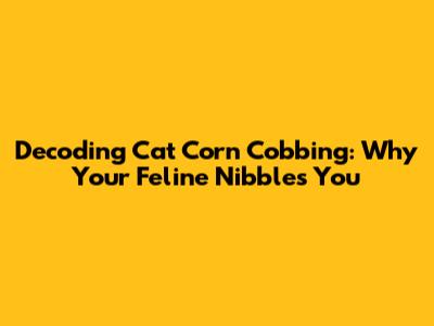 Decoding 'Cat Corn Cobbing': Why Your Feline Nibbles You
