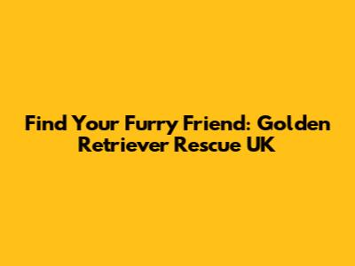 Find Your Furry Friend: Golden Retriever Rescue UK