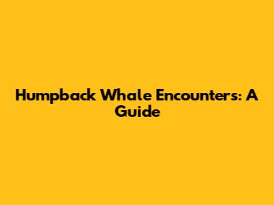 Humpback Whale Encounters: A Guide