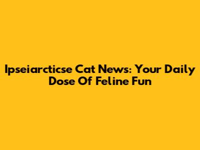 Ipseiarcticse Cat News: Your Daily Dose Of Feline Fun