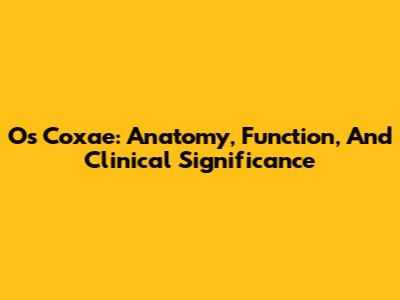 Os Coxae: Anatomy, Function, And Clinical Significance