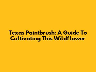 Texas Paintbrush: A Guide To Cultivating This Wildflower