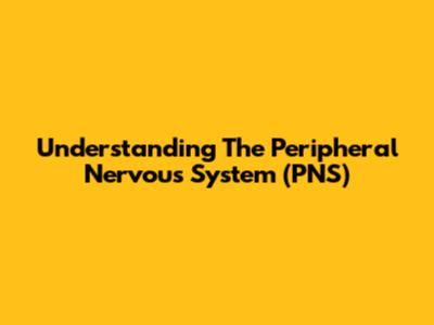 Understanding The Peripheral Nervous System (PNS)